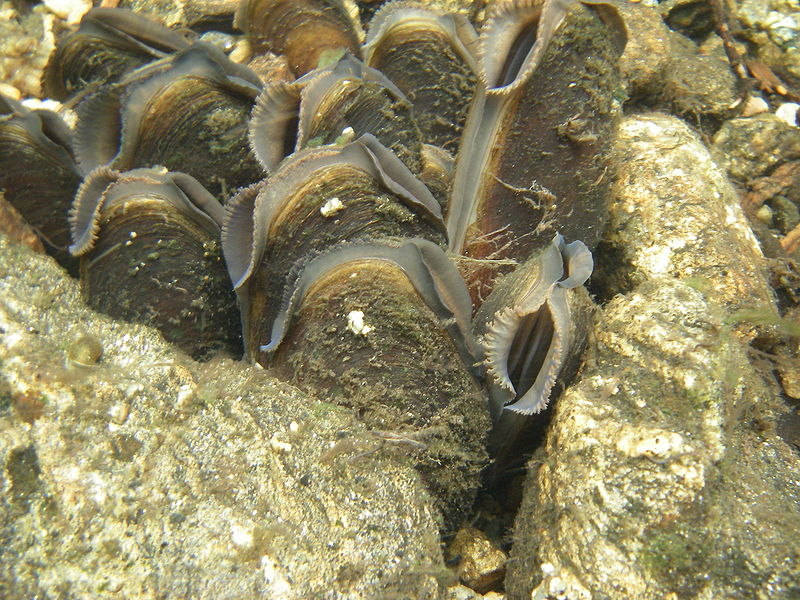 Margaritifera-margaritifera-group.jpg, 156kB